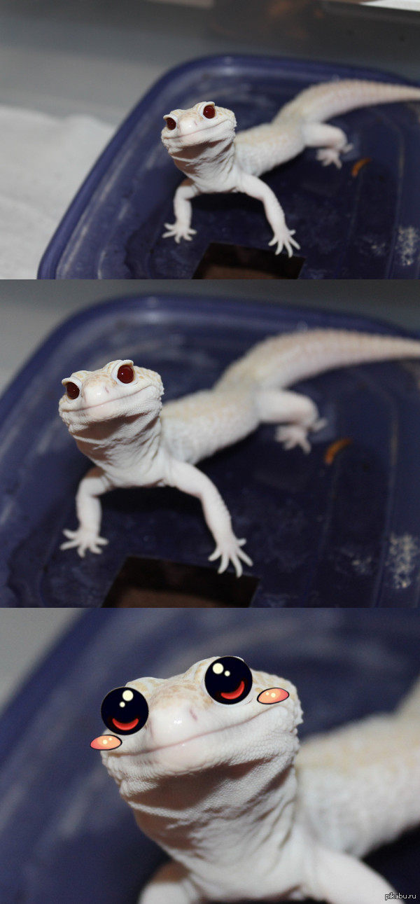 Just a cute reptile :) - Lizard, Milota