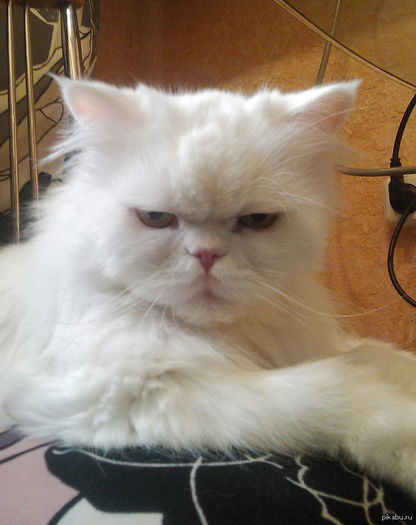 ������ ������� �������..