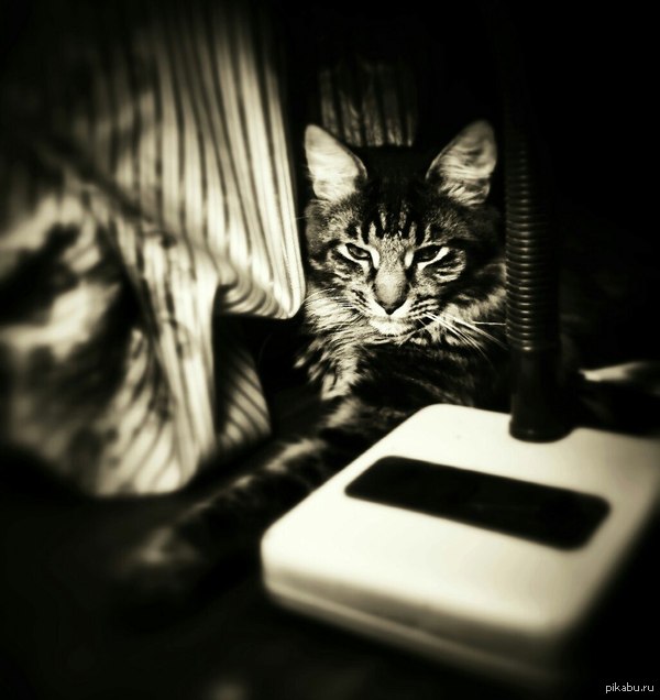 my cat) - Cat with lamp, cat