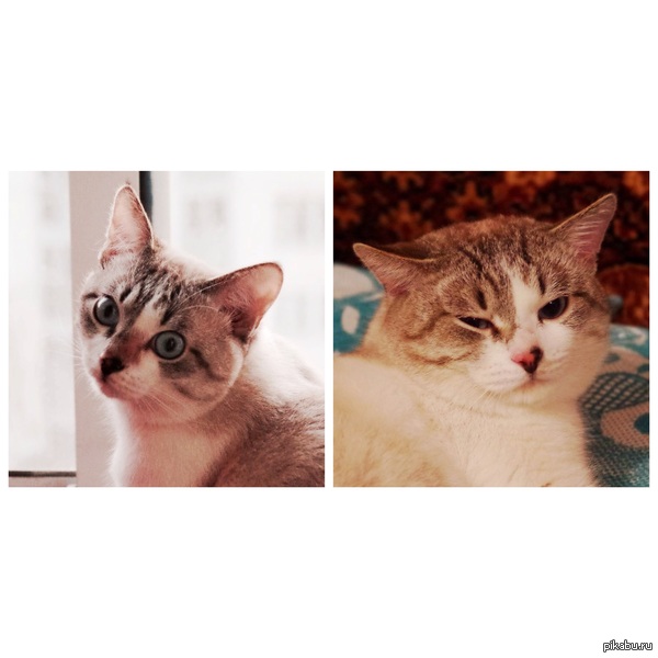 Мой кот До переезда к бабушке и После