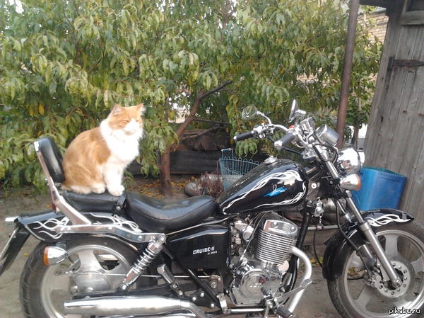 Our iron friend - Moto, Bikers, cat, Motorcyclists