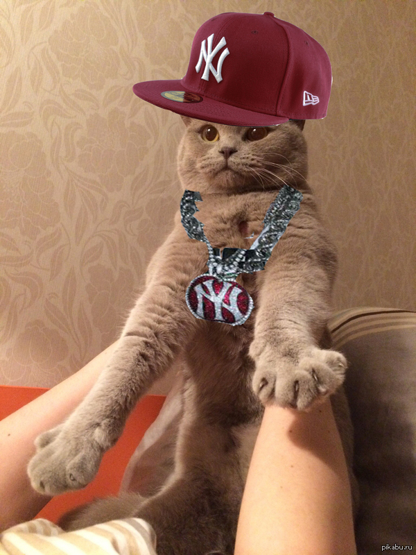Rap Cat