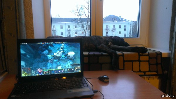 Просто моя собака любит подоконник