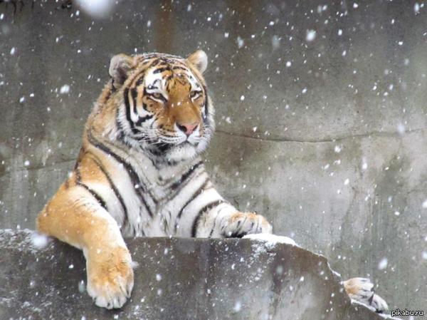 � ������ ��� �������������, �� �� ���� ������ �������.