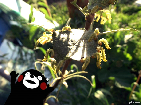 Pest attack on an apple tree - Insects, My, For the glory of Satan