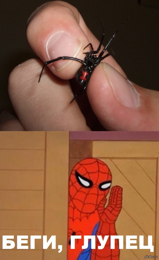 Spider memes. Мемы с пауками. Паук Мем. Человек паук прикол. Человек паук мемы.