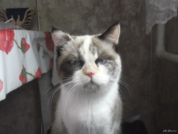 ���� ���������)) ������