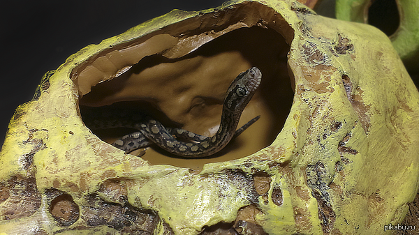 Крошка-питон