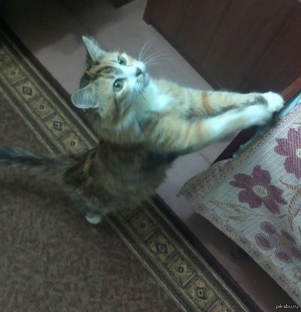 Дай вкусняшку!