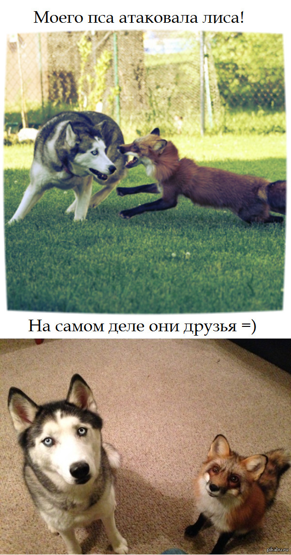 I also have a dog. Хаски и лиса. Фокс дог. Fox sorry. Фокс догс прикол.