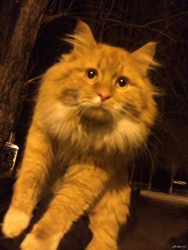 ���� ������