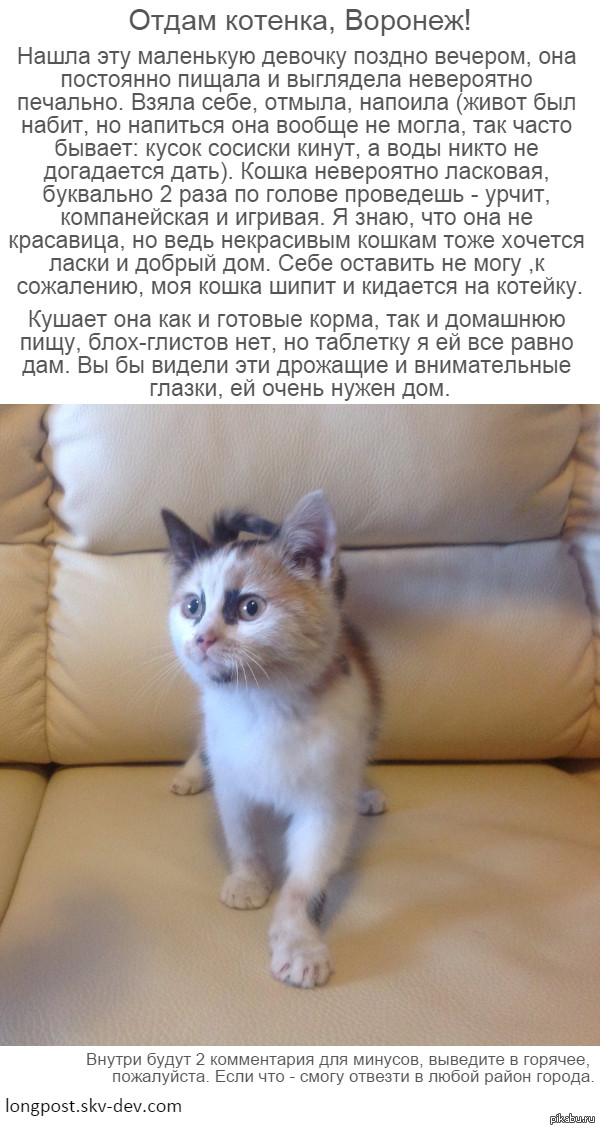 Можно отдавать кота