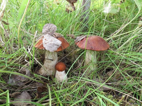 ������� ����