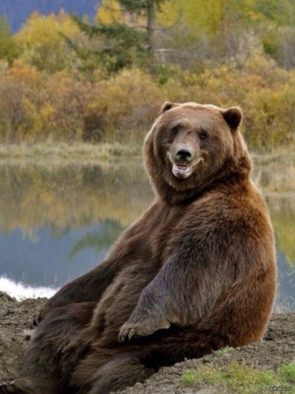 Просто весёлый медведь. 