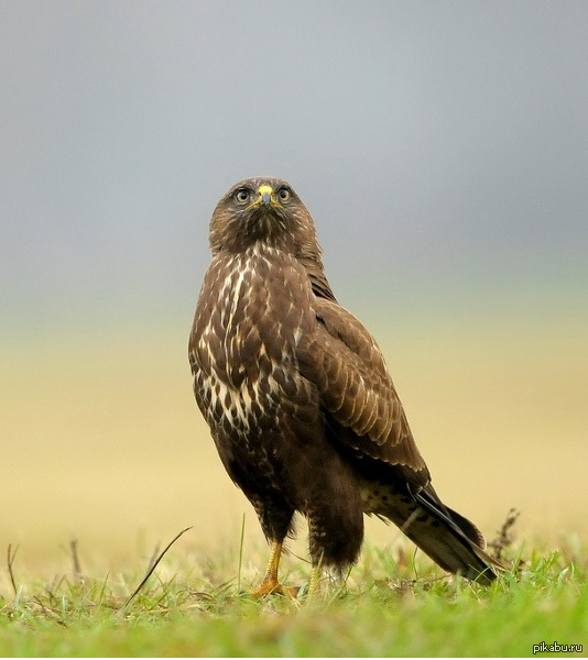 ��� �� ����-�����?!