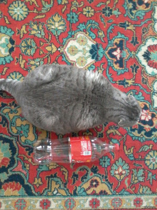 6литровый кот Симба