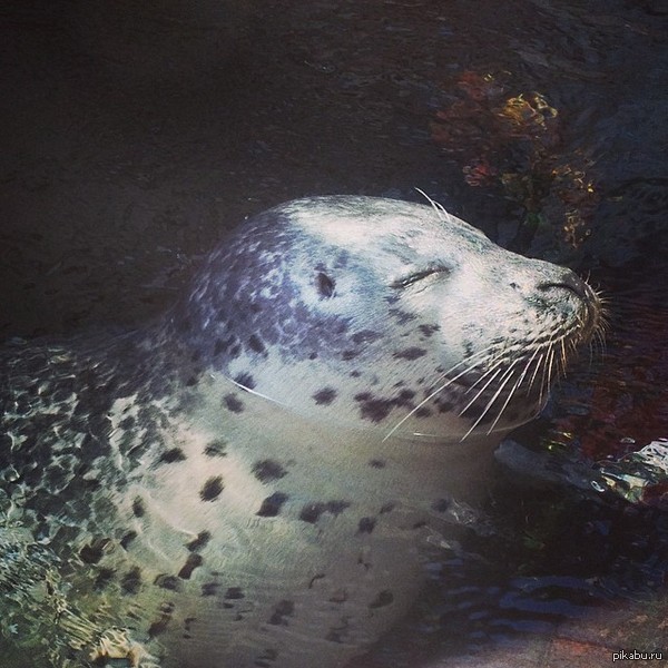 ������� ������� � �������