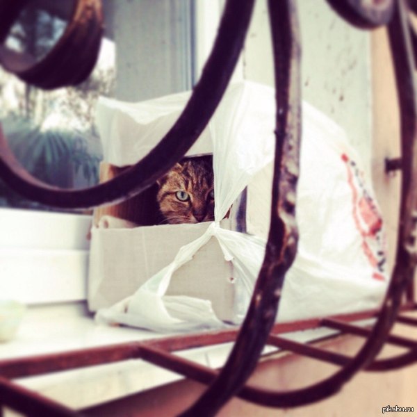 Просто кот в коробке