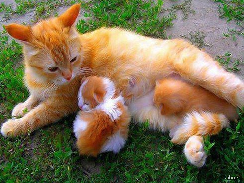 Просто ми-ми-мишность :-)