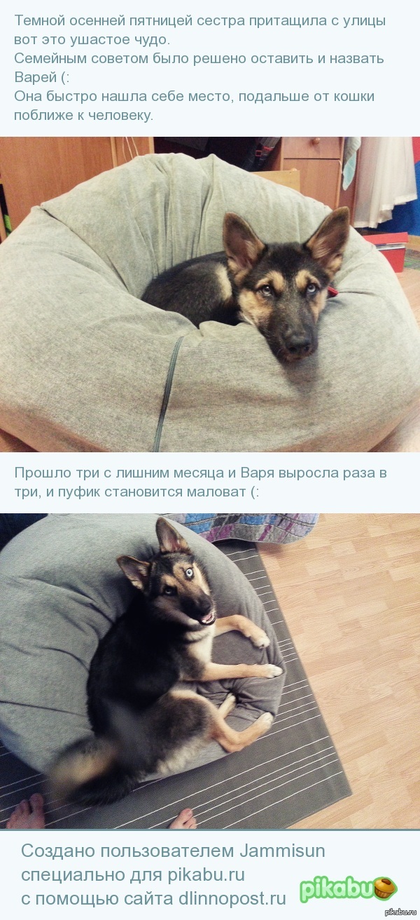 Варя, собакен с улицы (: