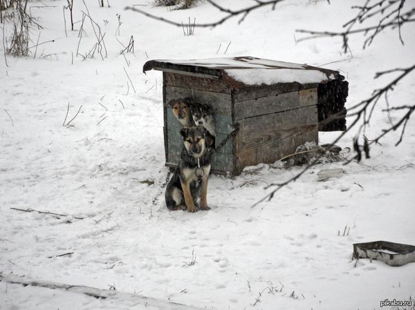 Джентельпёс