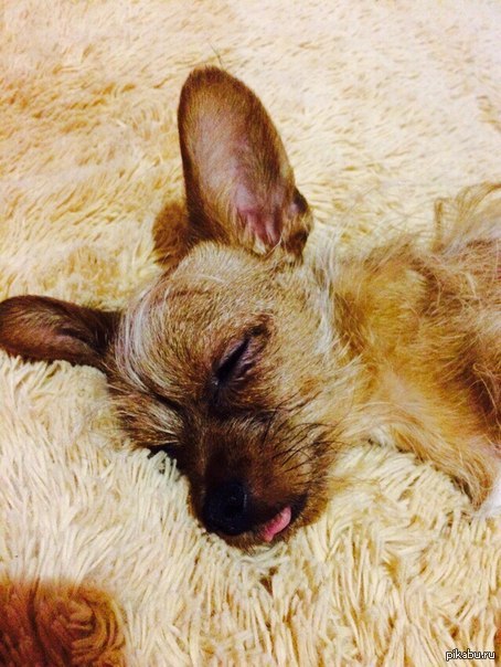 ����� ������� �������