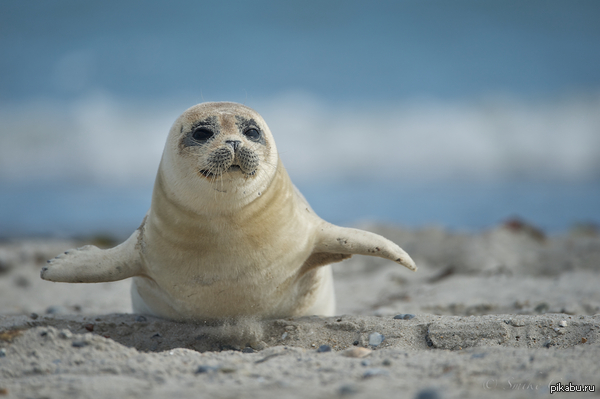 ������� ������ ��� �������