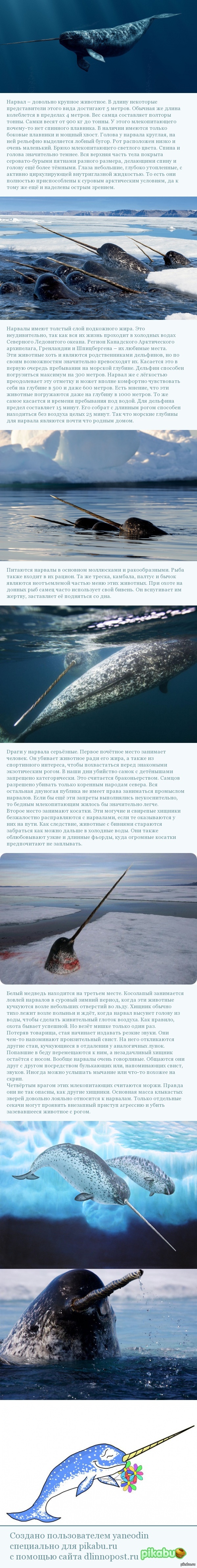 Нарвал | Пикабу