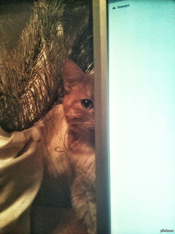 I'm watching you... - My, cat, Observation, Surveillance, Kurilian Bobtail