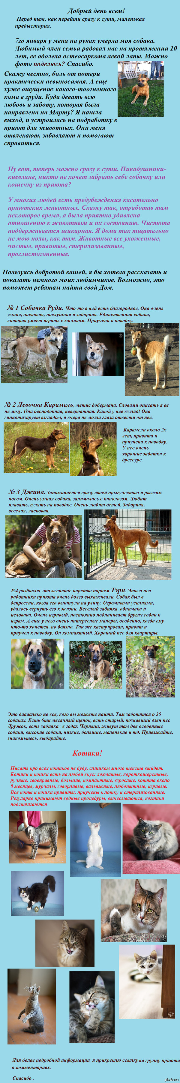 Налетай, торопись, выбирай живопись