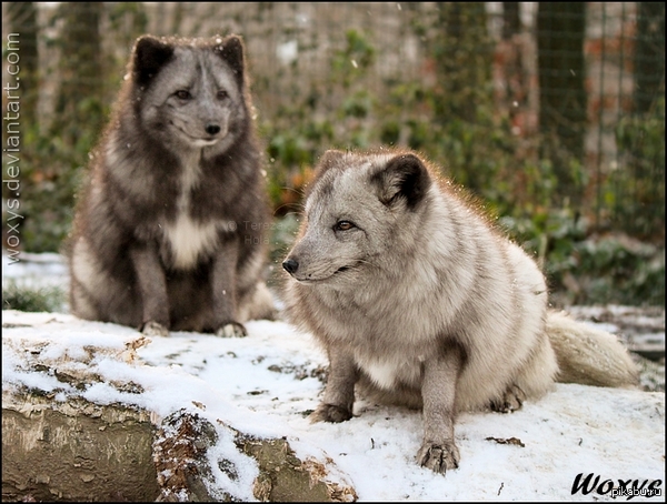 �����-�������