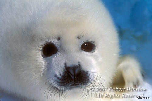 ������, �������� �������, ����������� :3