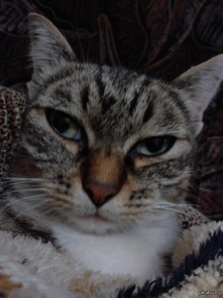 ������� ��������� ����