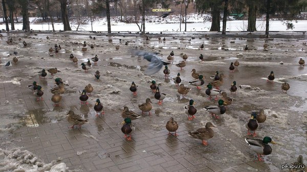 Утиная армия