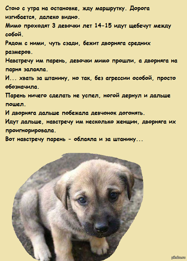 Не смей подходить к моим девочкам! Гав!!!