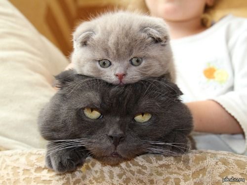 Отцы и дети.