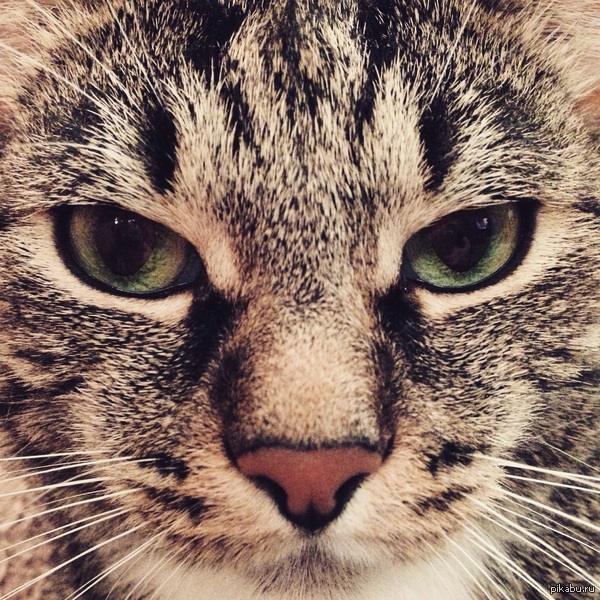 Serious cat - My, cat, The photo