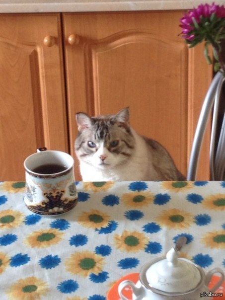 Животные как люди