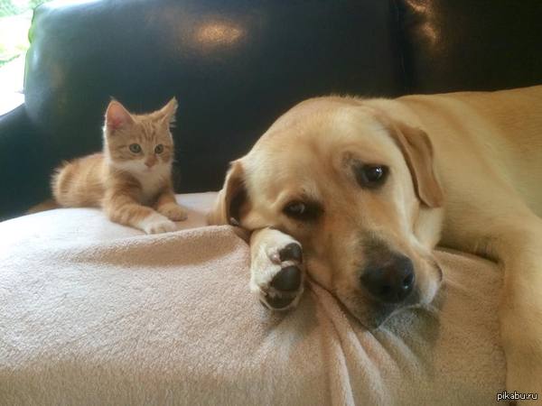 "- ��� ����������� ���������� ��� �������?"