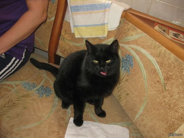 Фотогеничный кот