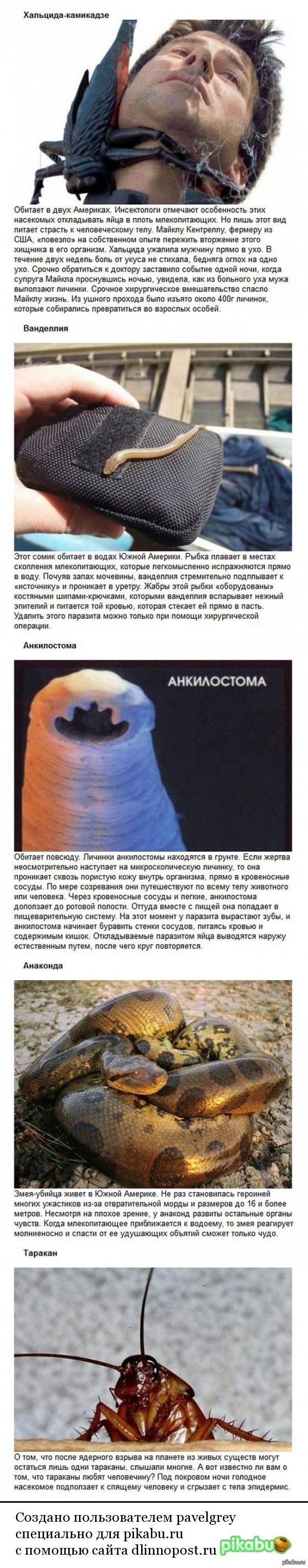 ���-5 ����� �������������� �������� (5 ����)