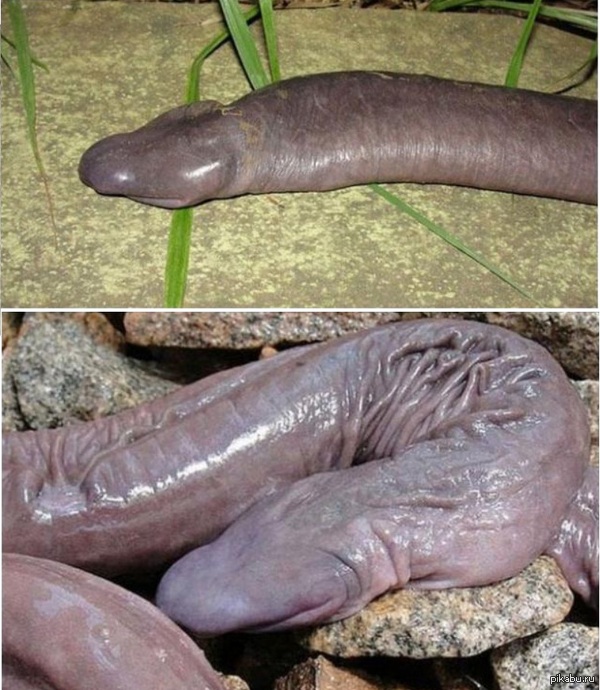 ���� �����