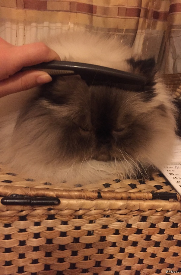 �����, ������������ , ������������ �����