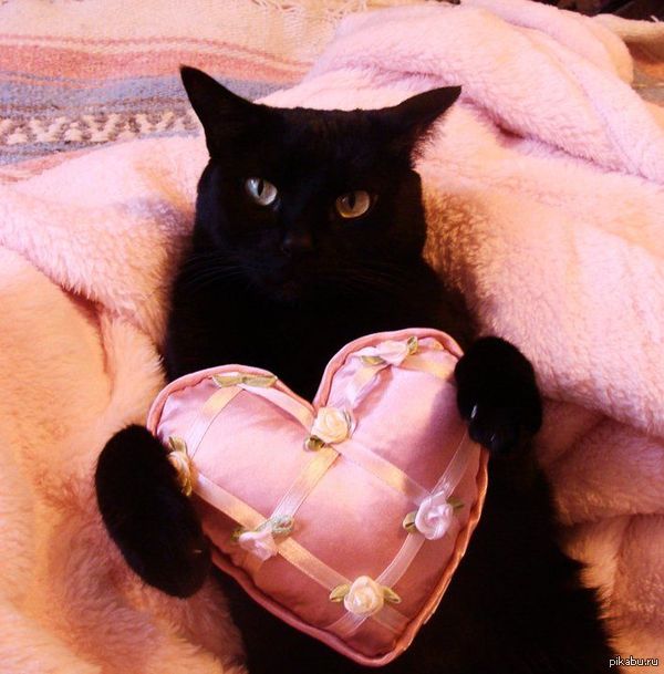 The embodiment of a festive mood at DSV. - Valentine's Day, cat, universal joy, Heart, February 14 - Valentine's Day