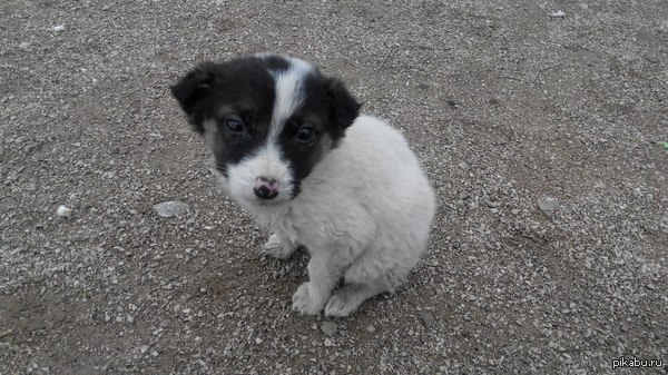 Urgently need help! - My, Help, Puppies, Shelter, The photo, Symphoropol