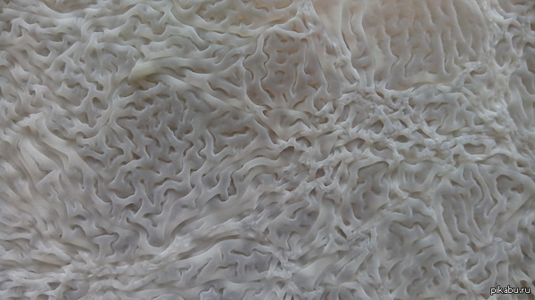 красивая макросъемка