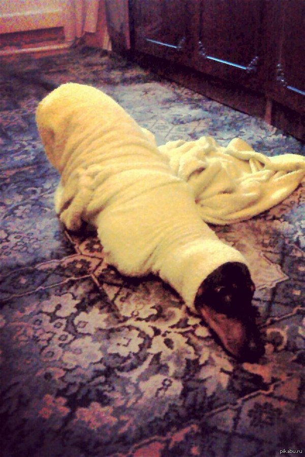 ������ ����������