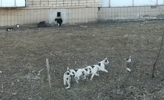 ������ ��������