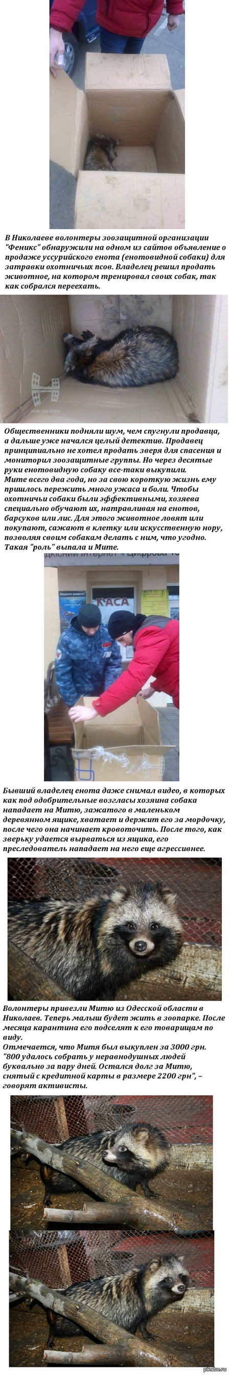 Николаевские зоозащитники спасли енота Митю