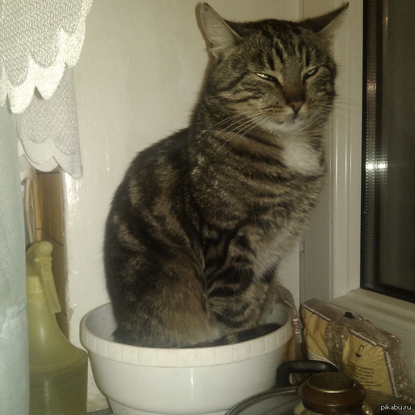 Кот Фикус.
